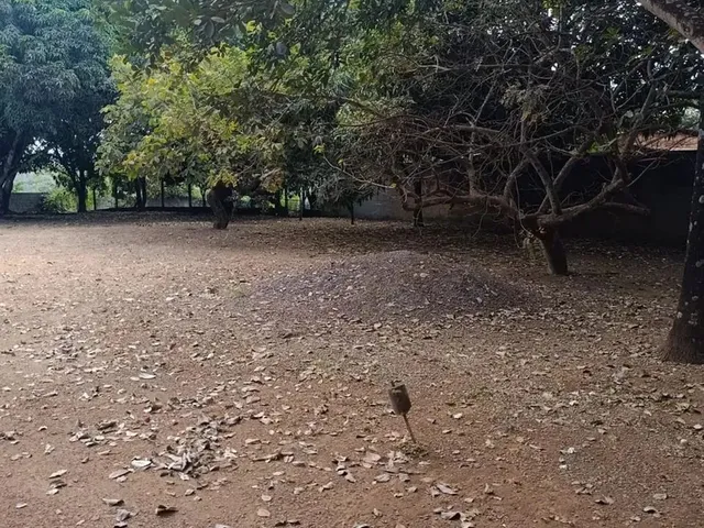 Imagem 8: Chácara com 5.000 M² Casa 3 Quartos/Suite Lazer Completo em Ponte Alta Sul Gama - Df