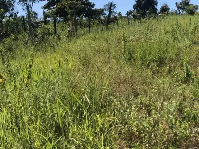 Imagem 10: Chácara 20 Mil M2 98.000,00 Rio