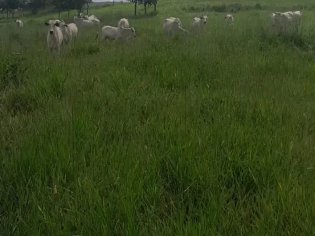 Imagem 1: Fazenda Modelo em Planaltina Goias