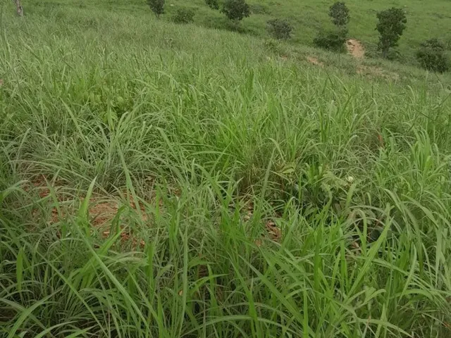 Imagem 3: Fazenda Modelo em Planaltina Goias