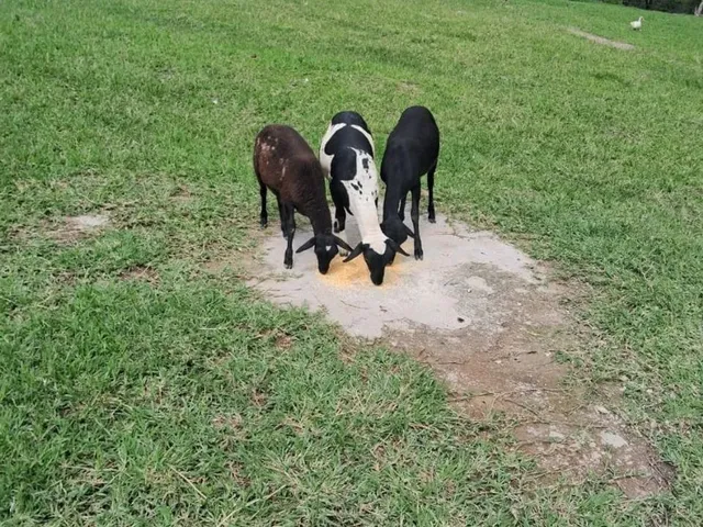 Imagem 4: Fazenda Modelo em Planaltina Goias