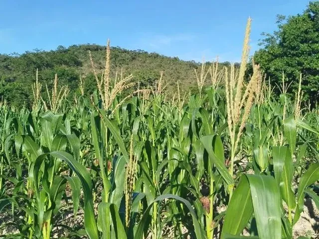 Imagem 6: Fazenda Modelo em Planaltina Goias