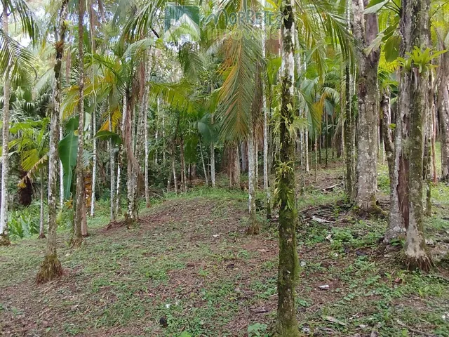 Imagem 3: Área Residencial/Comercial em Morro Grande, Morretes/PR