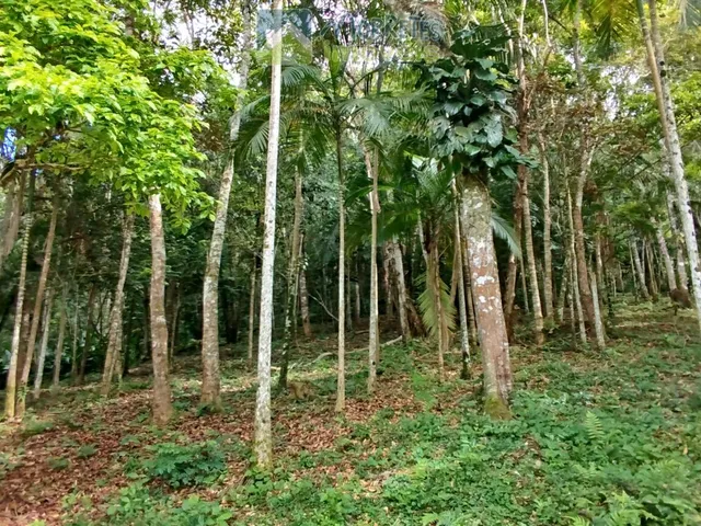 Imagem 14: Área Residencial/Comercial em Morro Grande, Morretes/PR