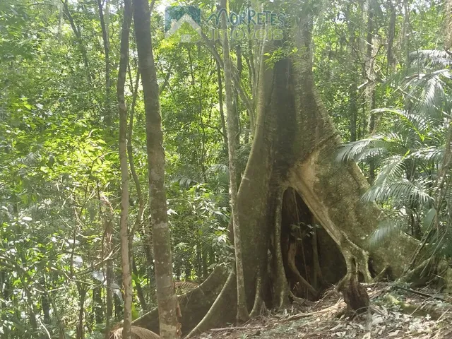 Imagem 4: Chácara em Rio Sagrado de Cima, Morretes/PR