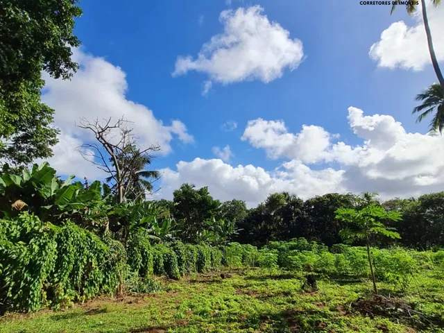 Imagem 12: Sítio 42 mil m² em Coqueiros de Arembepe!