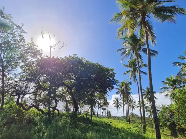 Imagem 16: Sítio 42 mil m² em Coqueiros de Arembepe!