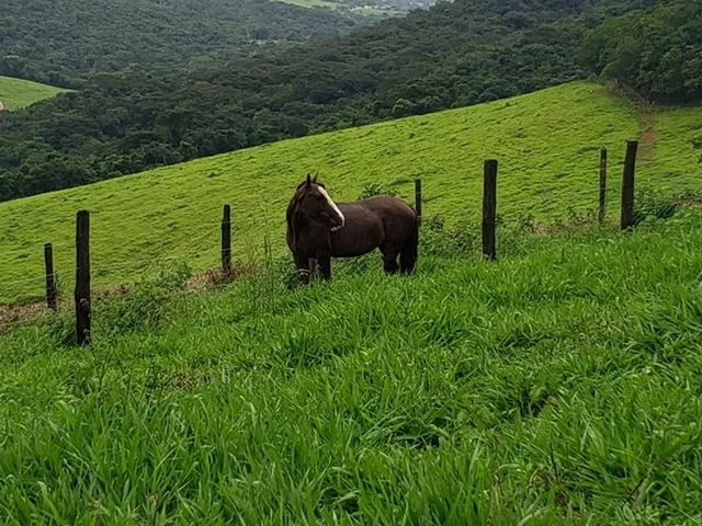 Imagem 5: Excelente sitio tripla aptidao para venda em Capitolio-MG, pousada turística, pastagem e