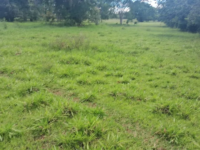 Imagem: Fazenda para venda na região de Cassilandia-MS
