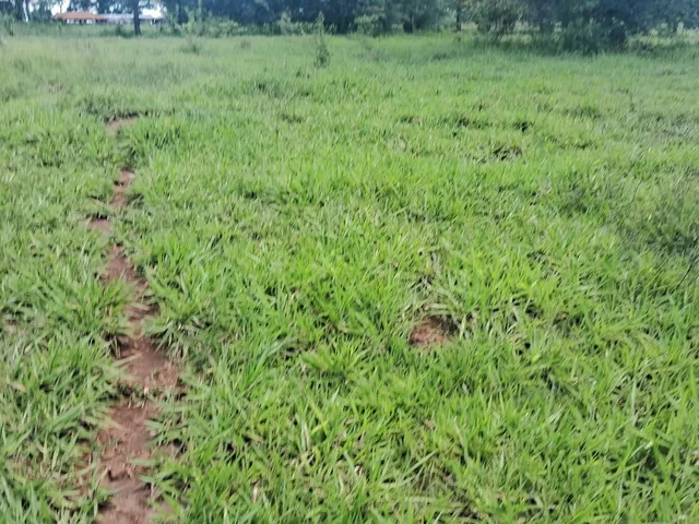 Imagem 5: Fazenda para venda na região de Cassilandia-MS com 94 alqueires em pastagem, rica em