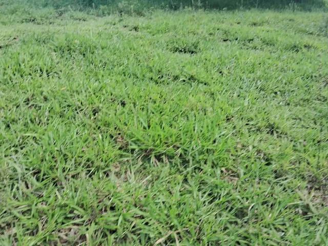 Imagem 3: Fazenda para venda na região de Cassilandia-MS com 94 alqueires em pastagem, rica em