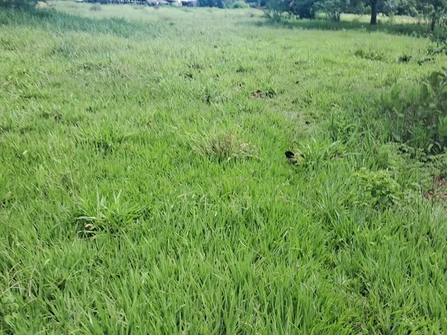Imagem 2: Fazenda para venda na região de Cassilandia-MS com 94 alqueires em pastagem, rica em