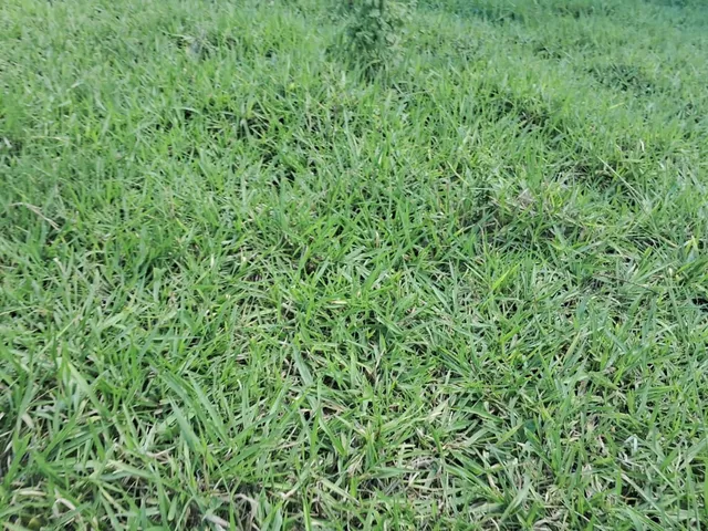 Imagem 4: Fazenda para venda na região de Cassilandia-MS com 94 alqueires em pastagem, rica em