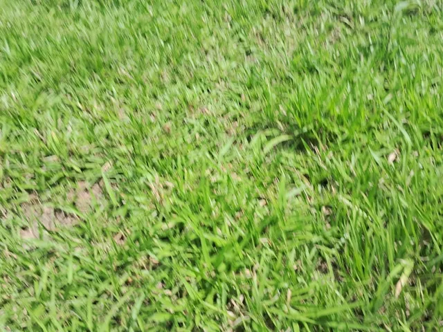 Imagem 7: Fazenda para venda na região de Cassilandia-MS com 94 alqueires em pastagem, rica em