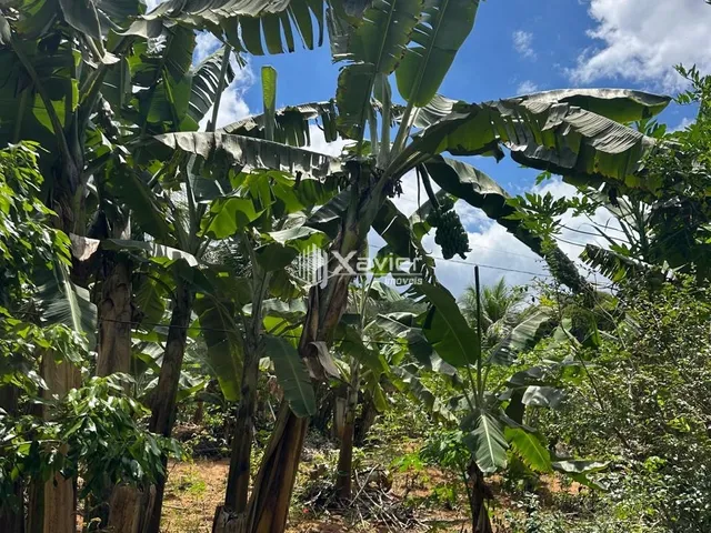 Imagem 9: Chácara com 3.000 m² à venda em Biriricas, Domingos Martins/ES - Casa ampla, nascente