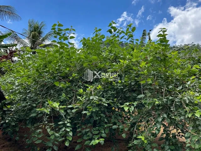 Imagem 8: Chácara com 3.000 m² à venda em Biriricas, Domingos Martins/ES - Casa ampla, nascente