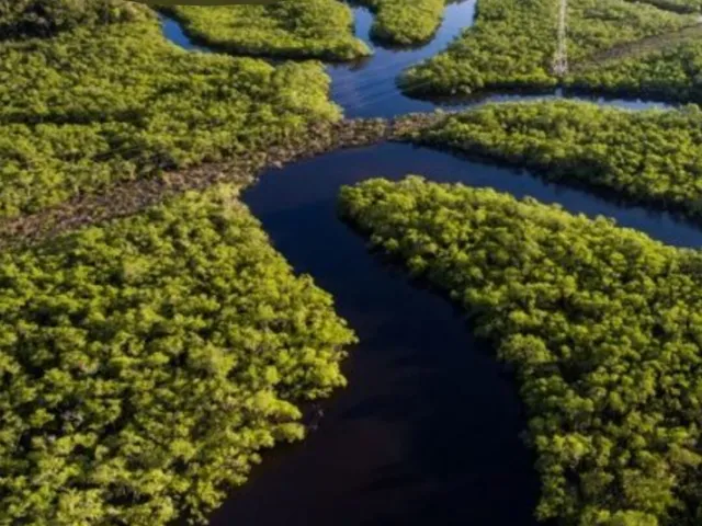 Imagem: Area para credito de carbono