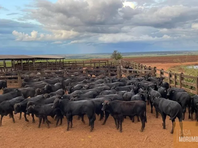 Imagem: Fazenda à venda em Nova Alvorada do Sul-MS