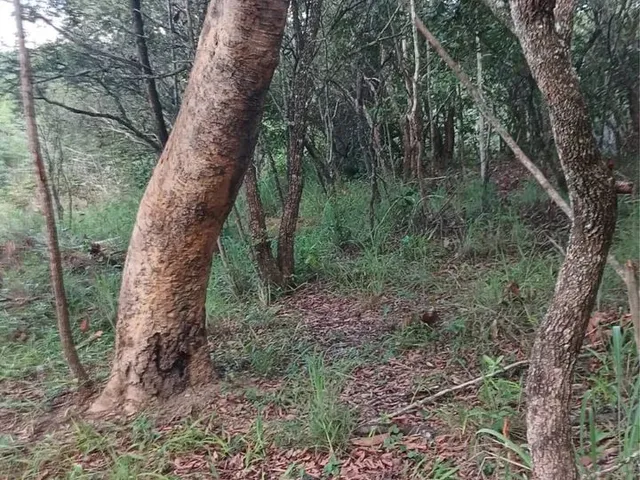 Imagem 8: Chácara de 4.500Mt em Cristianopolis com Córrego!