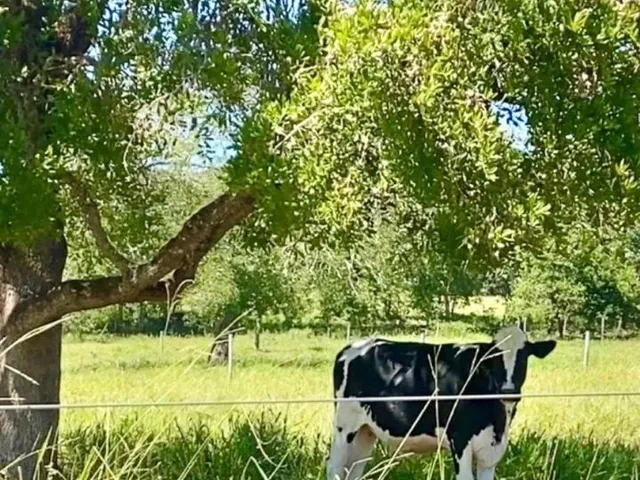 Imagem: Vende-Se Chácara em Piracanjuba
