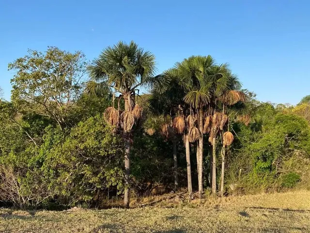 Imagem: Chácaras de 20Mil Mt em Maripotaba Próximo