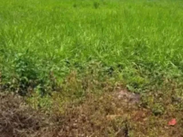 Imagem: Vendo Um Lote com 231M2, em Goianira