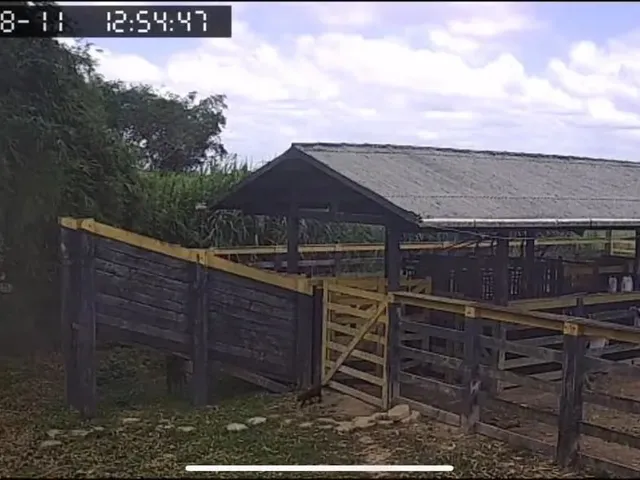 Imagem 7: Fazenda de 303 Hectare Proximo a Salinopolis
