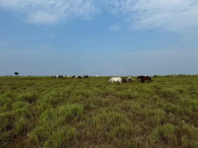 Imagem 8: Fazenda de 303 Hectare Proximo a Salinopolis