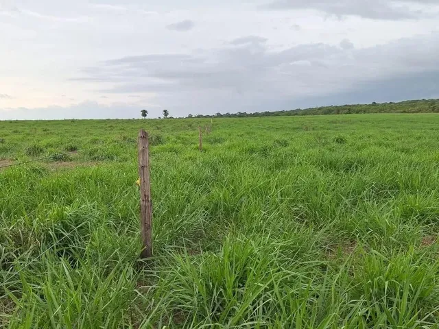 Imagem 10: Fazenda de 303 Hectare Proximo a Salinopolis