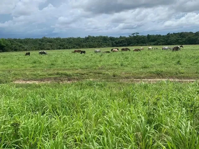 Imagem 11: Fazenda de 303 Hectare Proximo a Salinopolis