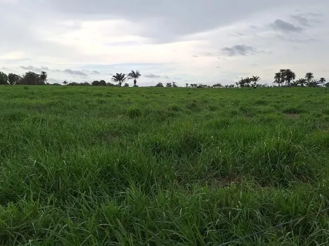 Imagem 15: Fazenda de 303 Hectare Proximo a Salinopolis