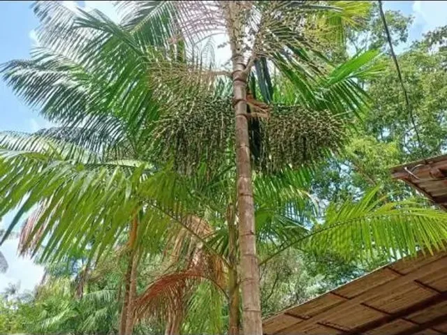 Imagem 11: Sítio em Marituba