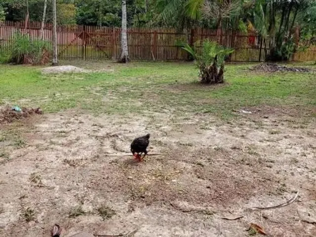 Imagem 13: Sítio em Marituba