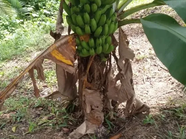 Imagem 16: Sítio em Marituba