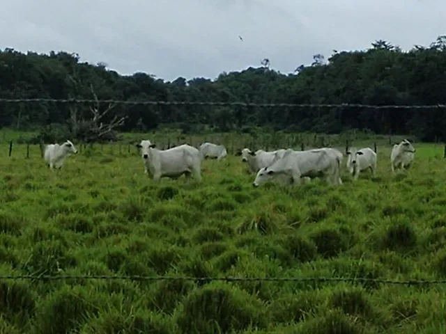 Imagem: 50 Hectares Pronta no Pará R$ 1.1 Milhão