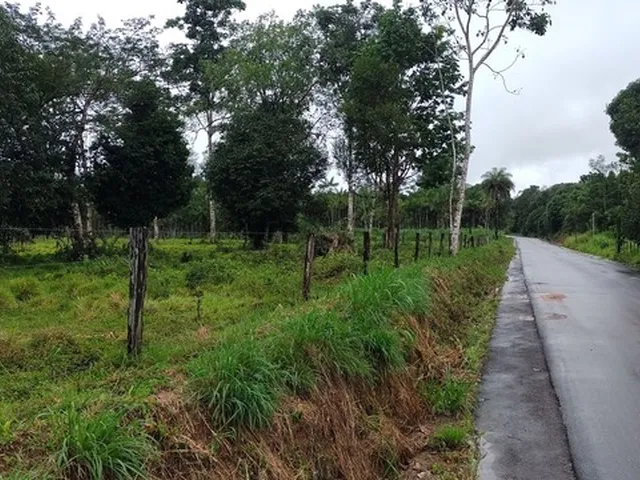 Imagem 5: 50 Hectares Pronta no Pará R$ 1.1 Milhão de Reais Fazendinha Top