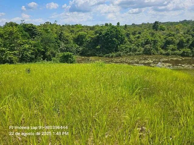 Imagem 16: 180X700 no Pasto Há 18 Km de Castanhal Pará R$ 250 Mil