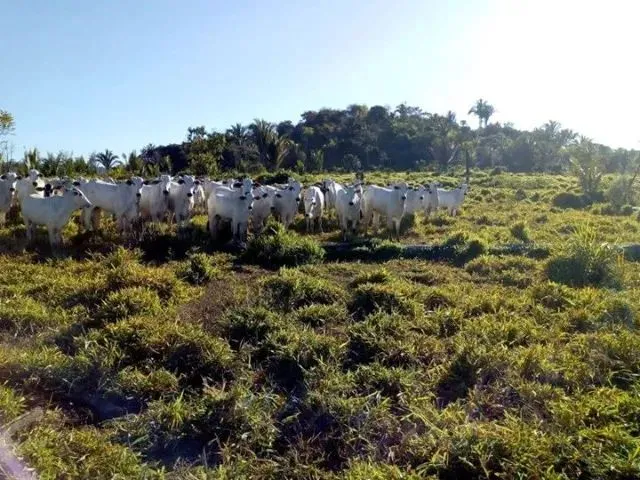 Imagem: 575 Hectares Dupla Aptidão em Tailândia