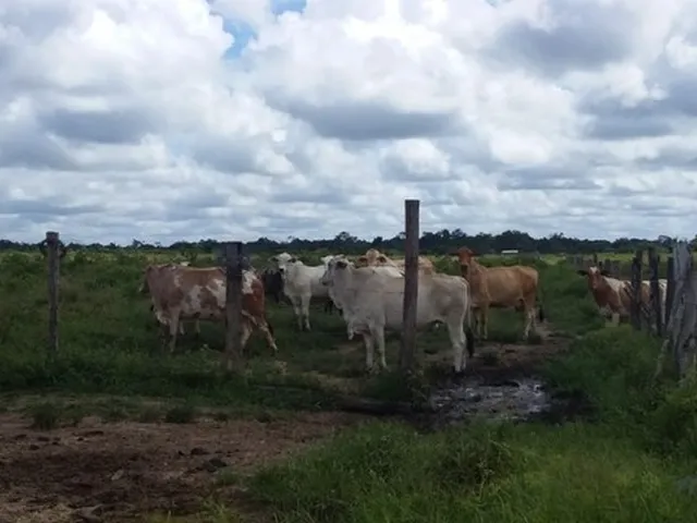 Imagem: Fazenda 375 Hectares a 60 Km de Castanhal