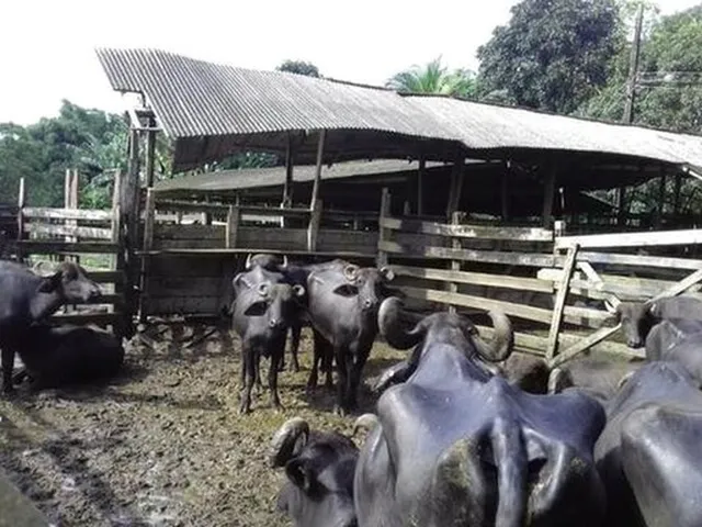Imagem: Fazenda 553 Hectares Fica a 135 Km de Belém