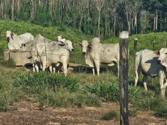 Imagem: 185 Hectares com 100 Abertos em Pasto com