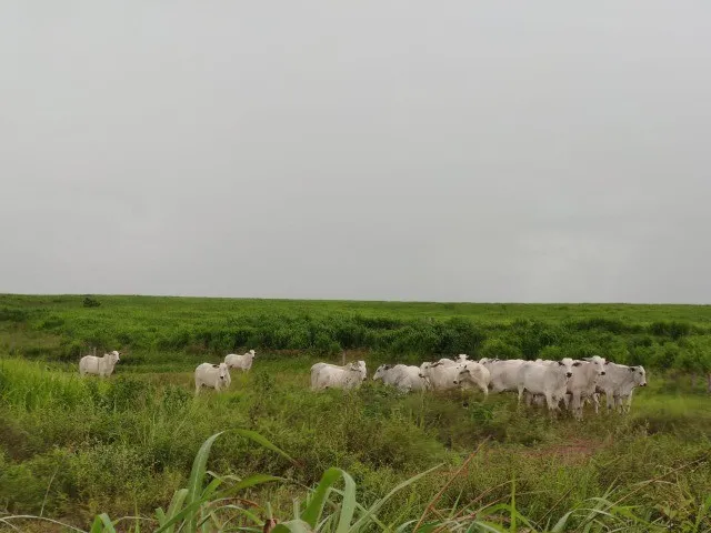 Imagem: Fazenda no Pará 638 Alqueires com 450 em