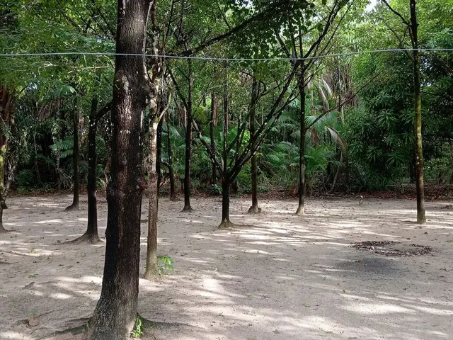 Imagem 9: Vendo Sítio e Terreno em Marapanim/Marudá