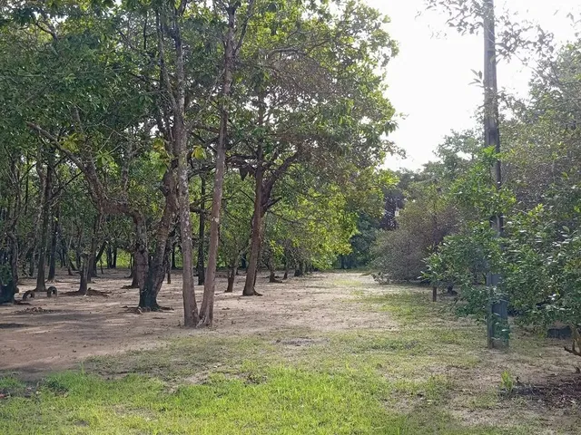 Imagem 12: Vendo Sítio e Terreno em Marapanim/Marudá