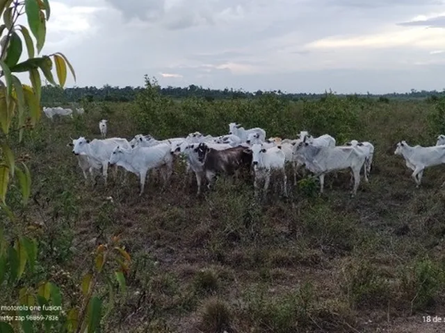 Imagem: 450 Hectares a 180Km de Belém por R$40
