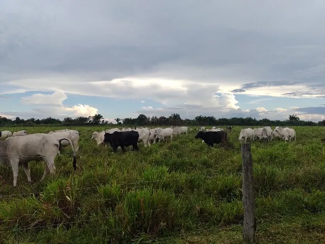 Imagem: R$3.5 Milhões Fazenda 200 Hectares Porteira