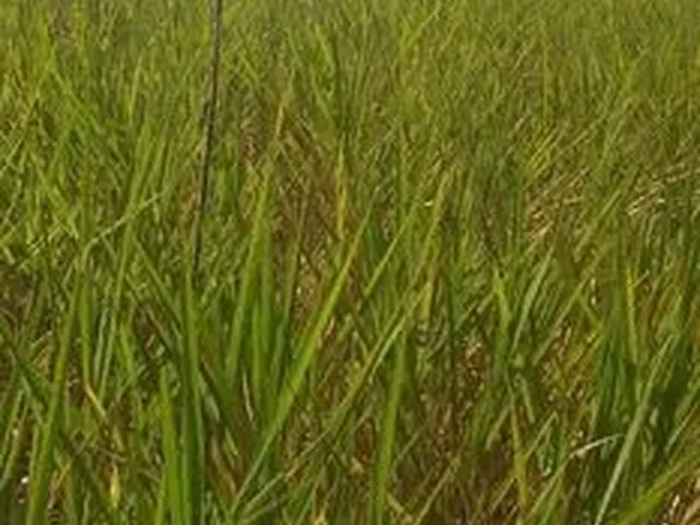 Imagem: 100 Alqueires 50 em Pasto Há 210 Km de