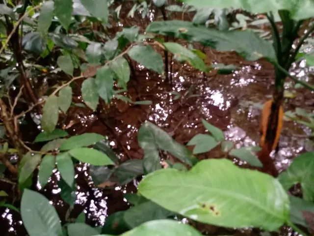 Imagem: Um Lote Agrícola com Escritora Car Título