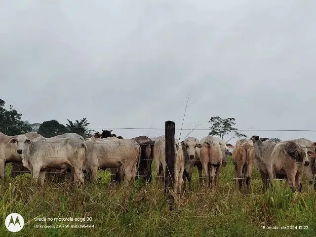Imagem: 300 Hectares Fazenda a 130 Km de Belém