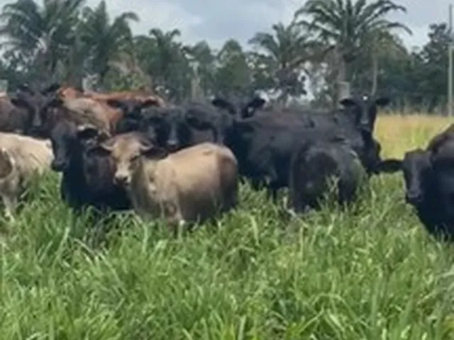 Imagem: 1.072 Hectares por R$7Milhões 50 Documentada